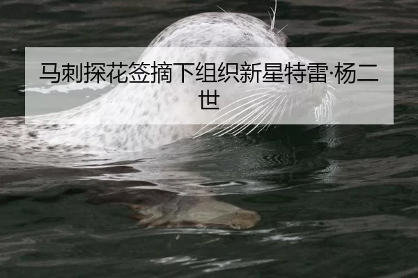 马刺探花签摘下组织新星特雷·杨二世